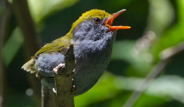 Characteristics green