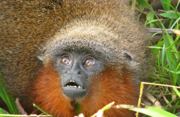 Characteristics Caqueta