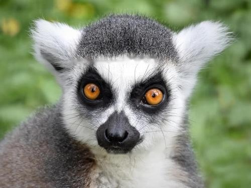 Ring-tailed