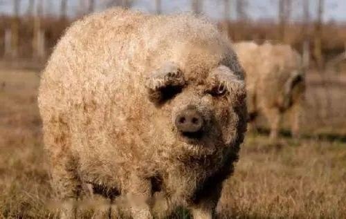 Is Mangalica
