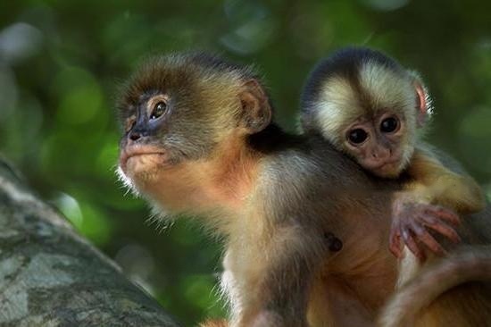 How long do capuchin monkeys live?-Blog-Professional platform for pets