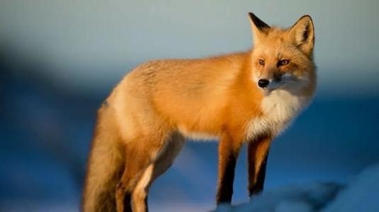 red fox price