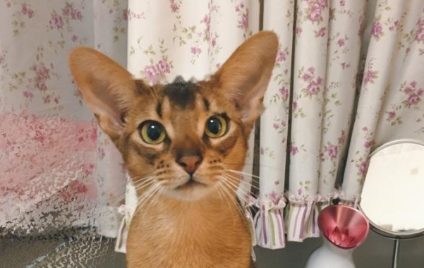 Which Abyssinian
