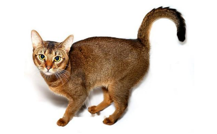 Abyssinian