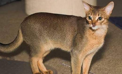 Abyssinian
