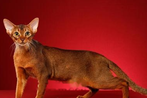 Abyssinian Abi