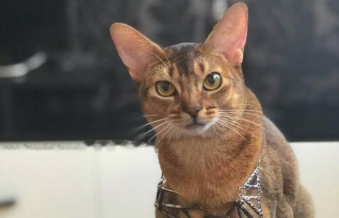 Abyssinian