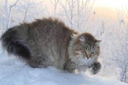 What Siberian