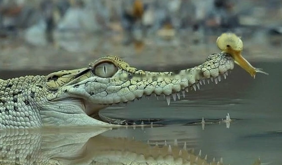 Characteristics Characteristics