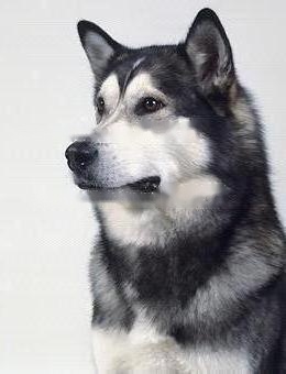 Alaskan Malamute