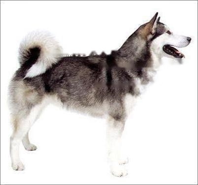 Alaskan Malamute