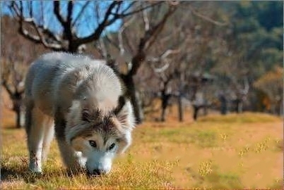 Alaskan Malamute