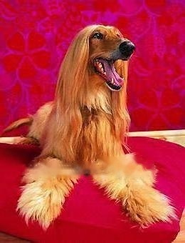 Afghan Hound