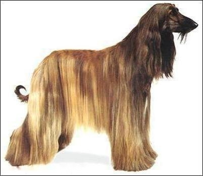 Afghan Hound