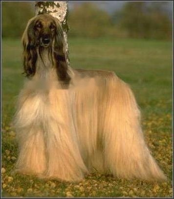 Afghan Hound