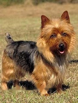 Australian Terrier