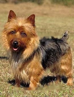 FCI Standard for Australian Terrier