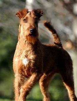 Irish Terrier