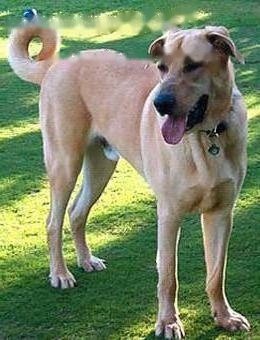  Anatu Shepherd