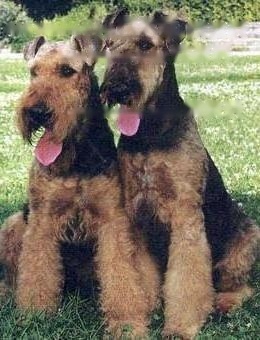 FCI Standard for Bantam Devon Terriers