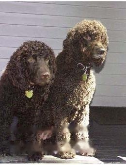 Irish Water Spaniel