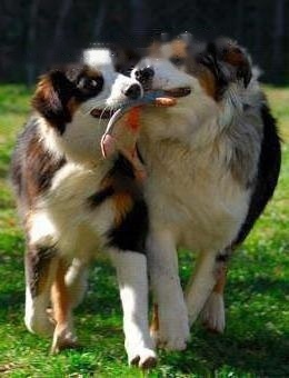 FCI Standard of Australian Shepherd