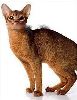 Pet Encyclopedia: Detailed Information of Abyssinian Cat