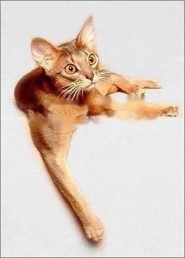  Pet Encyclopedia: Details of Abyssinian Cat