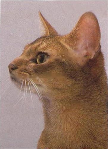  Pet Encyclopedia: Details of Abyssinian Cat