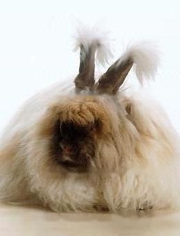 Standard of British Angora Rabbit