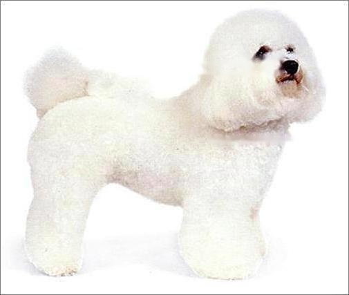 Bichon