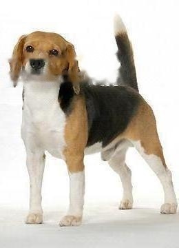 Beagle