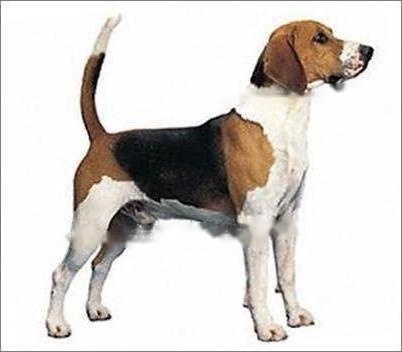 Beagle