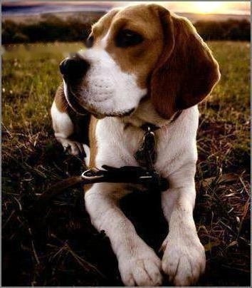 Beagle