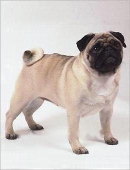 Pug