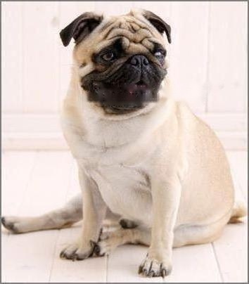 Pug