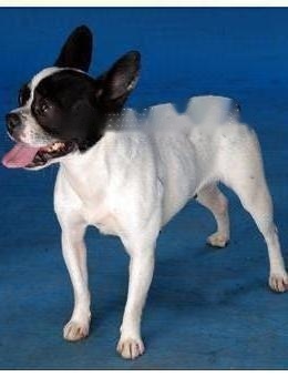 FCI Standard for Boston Terriers