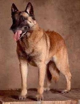 Belgian Malinois