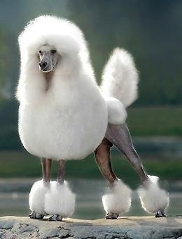 Poodle