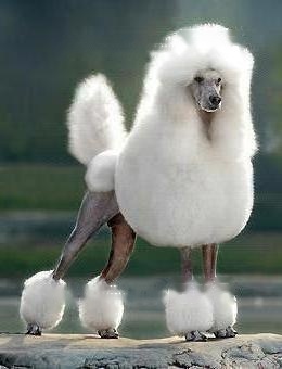  Poodle