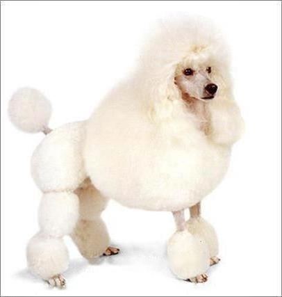 Poodle