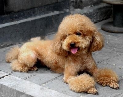 Poodle