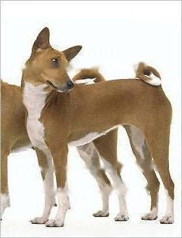 Basenji