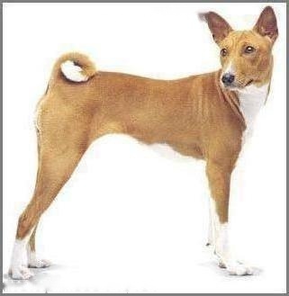 Basenji