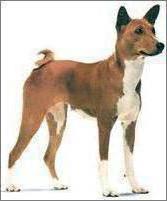 American Staffordshire Terrier Standard