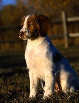 Breton Hound