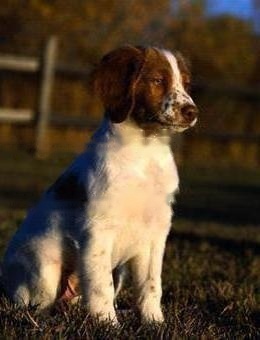 Breton Hound