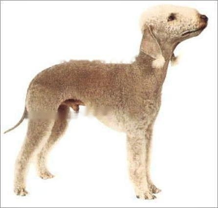 Binglington Terrier