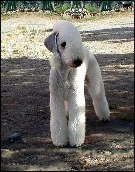 Binglington Terrier