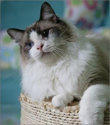 Pets: Details of Ragdoll